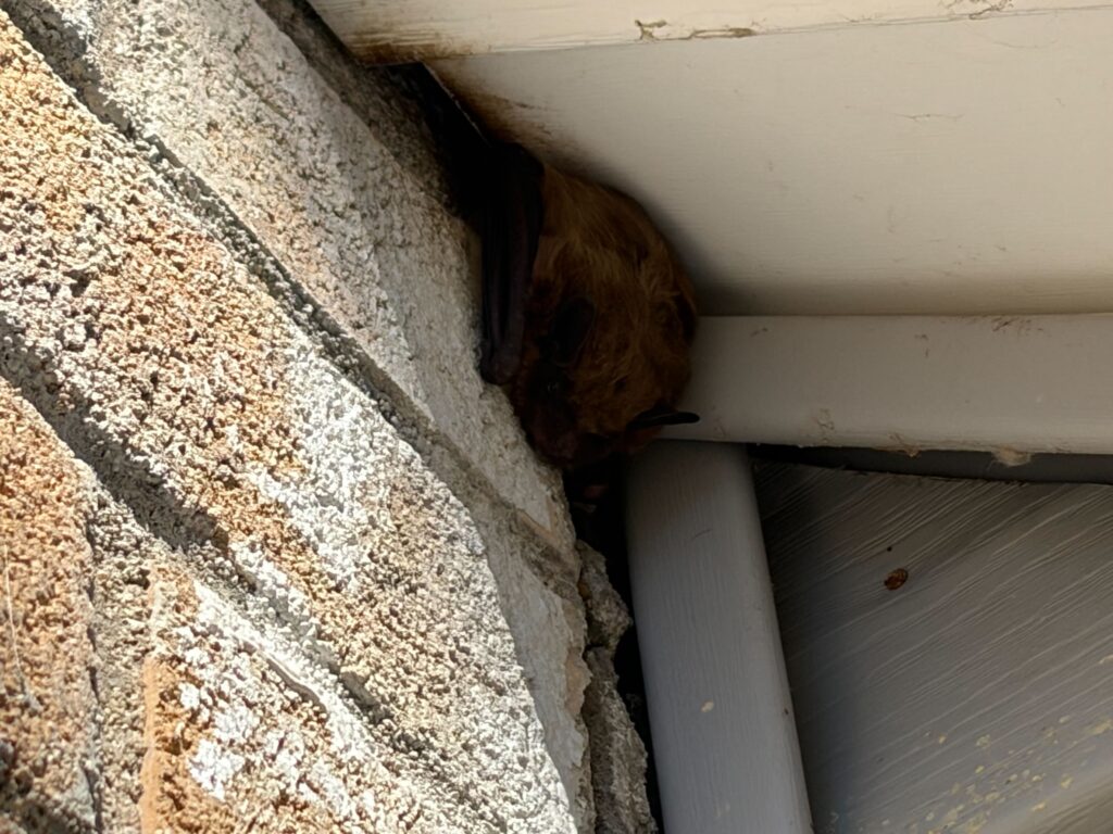 Central Pest Control