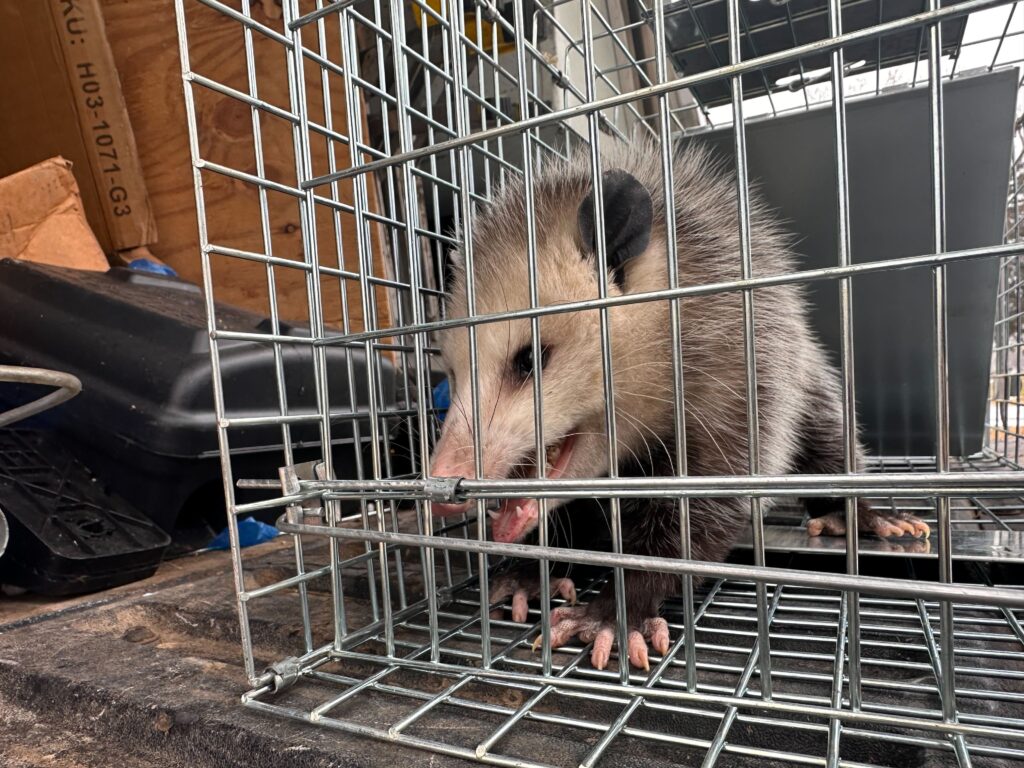 Central Pest Control