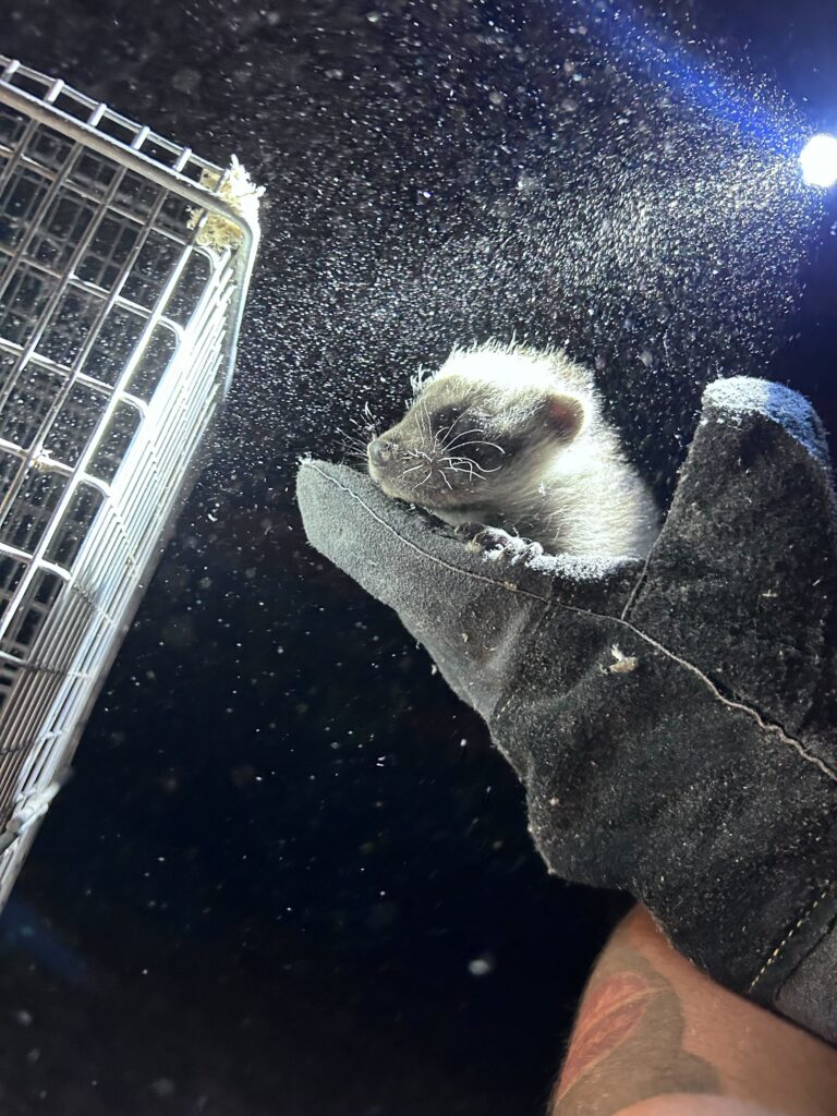 Central Pest Control