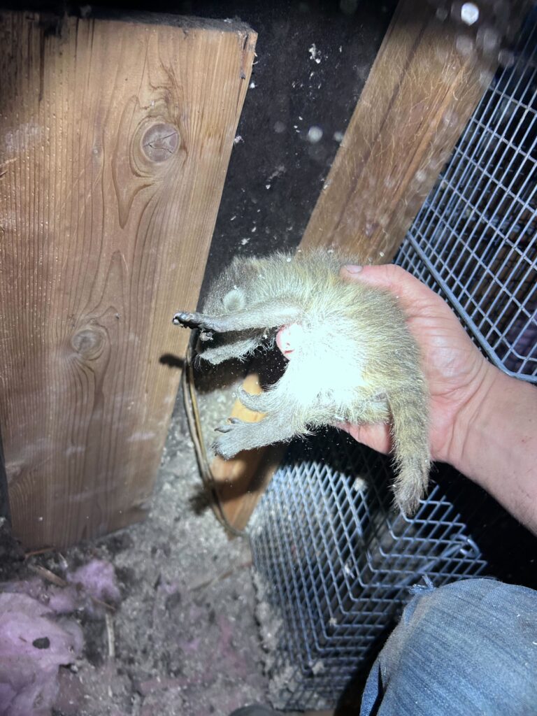 Central Pest Control