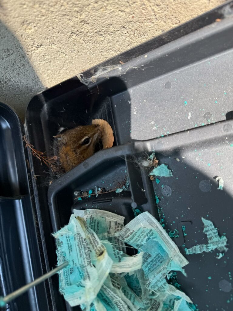 Central Pest Control